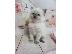 PoulaTo: birman x ragdoll